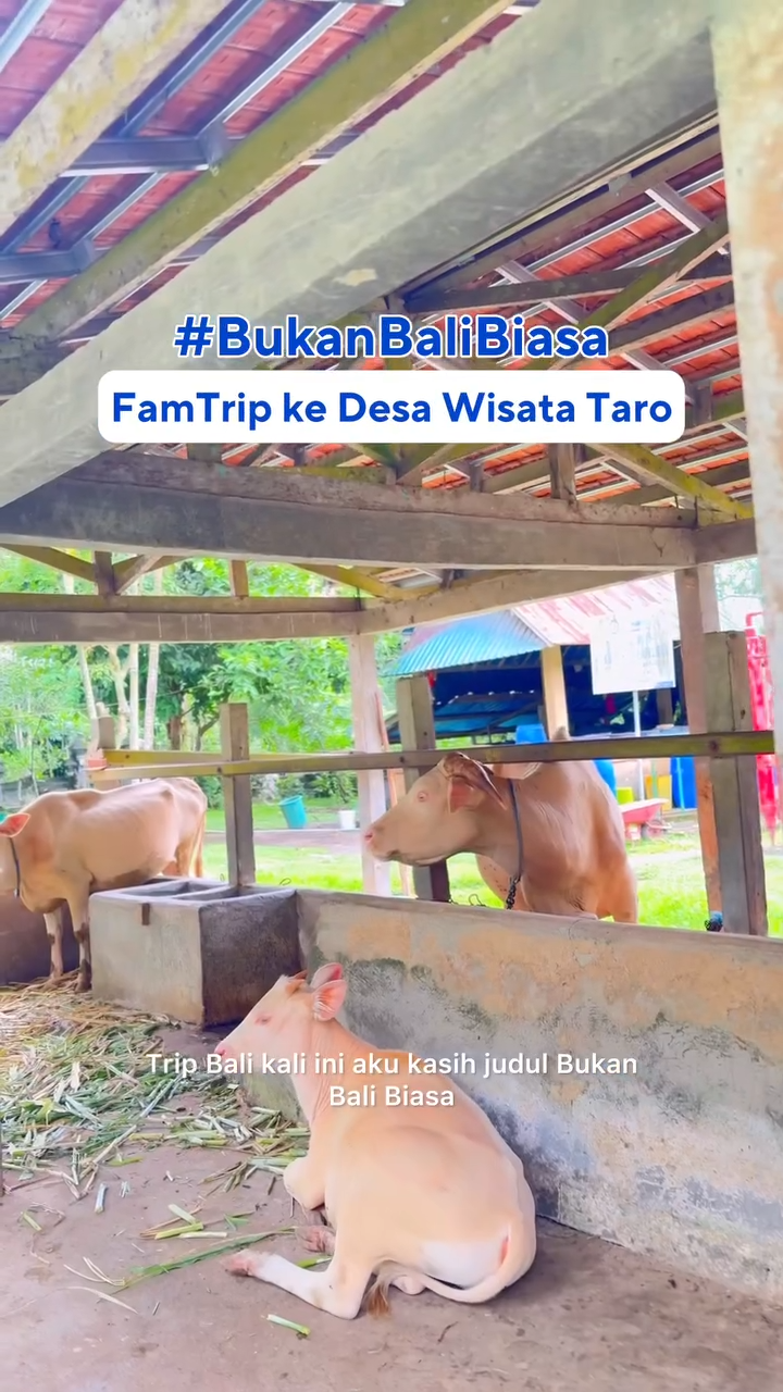  Trip Bareng Ke Desa Taro Bali Barat (Peraih ASEAN Tourism Award)